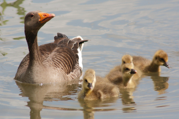 Greylag family in water WWT (1).jpg